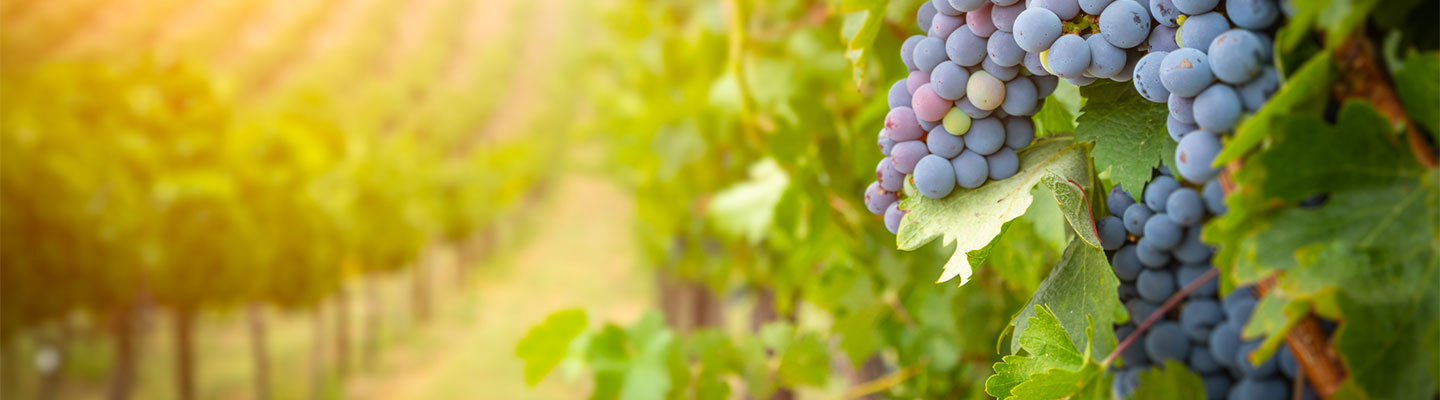 uvas en viñedo